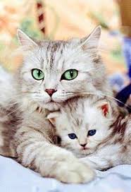動物の親子の画像