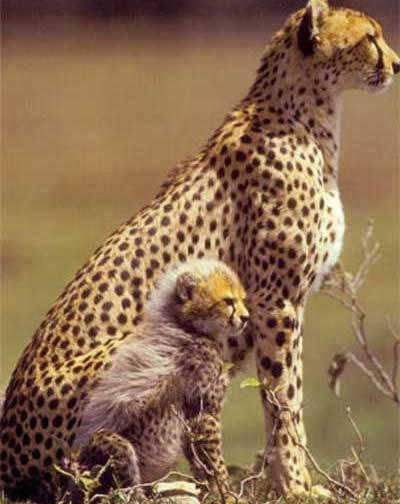 動物の親子の画像