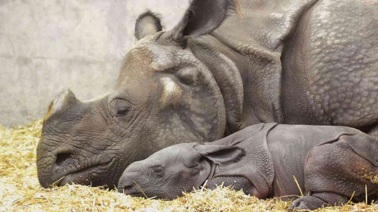 動物の親子の画像