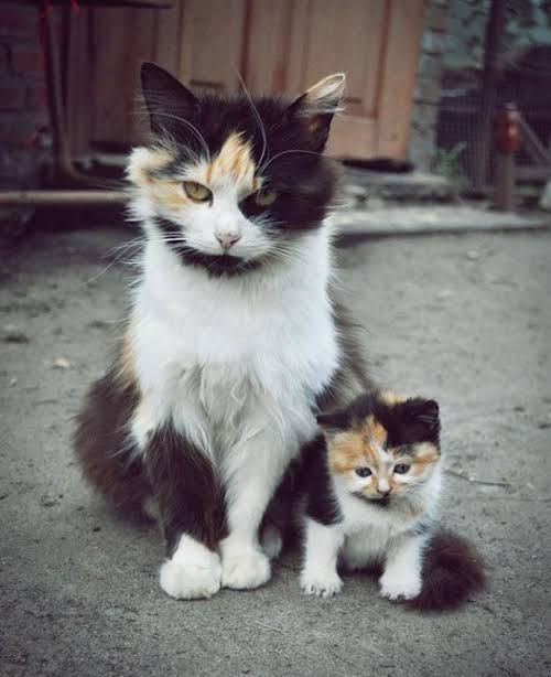 動物の親子の画像