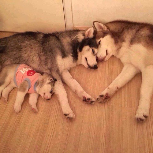 動物の親子の画像
