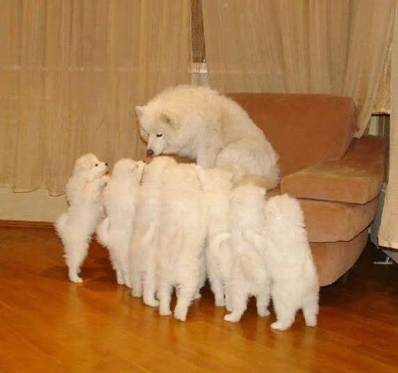 動物の親子の画像