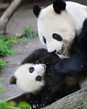 動物の親子の画像