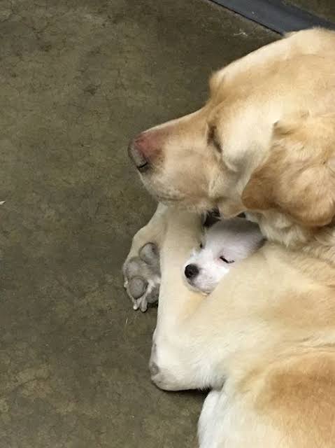 動物の親子の画像