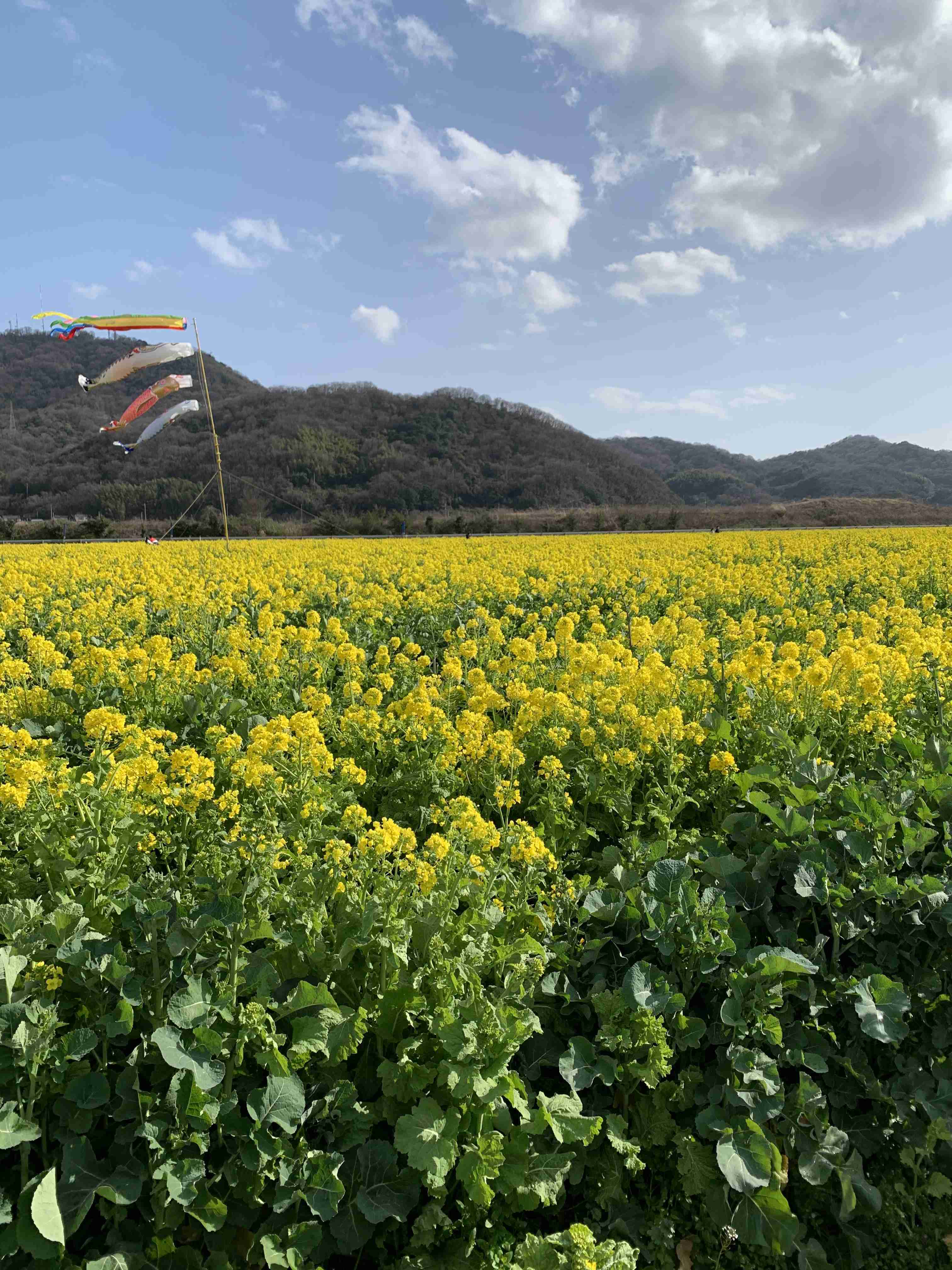 スマホに入ってる旅先の写真見せてください