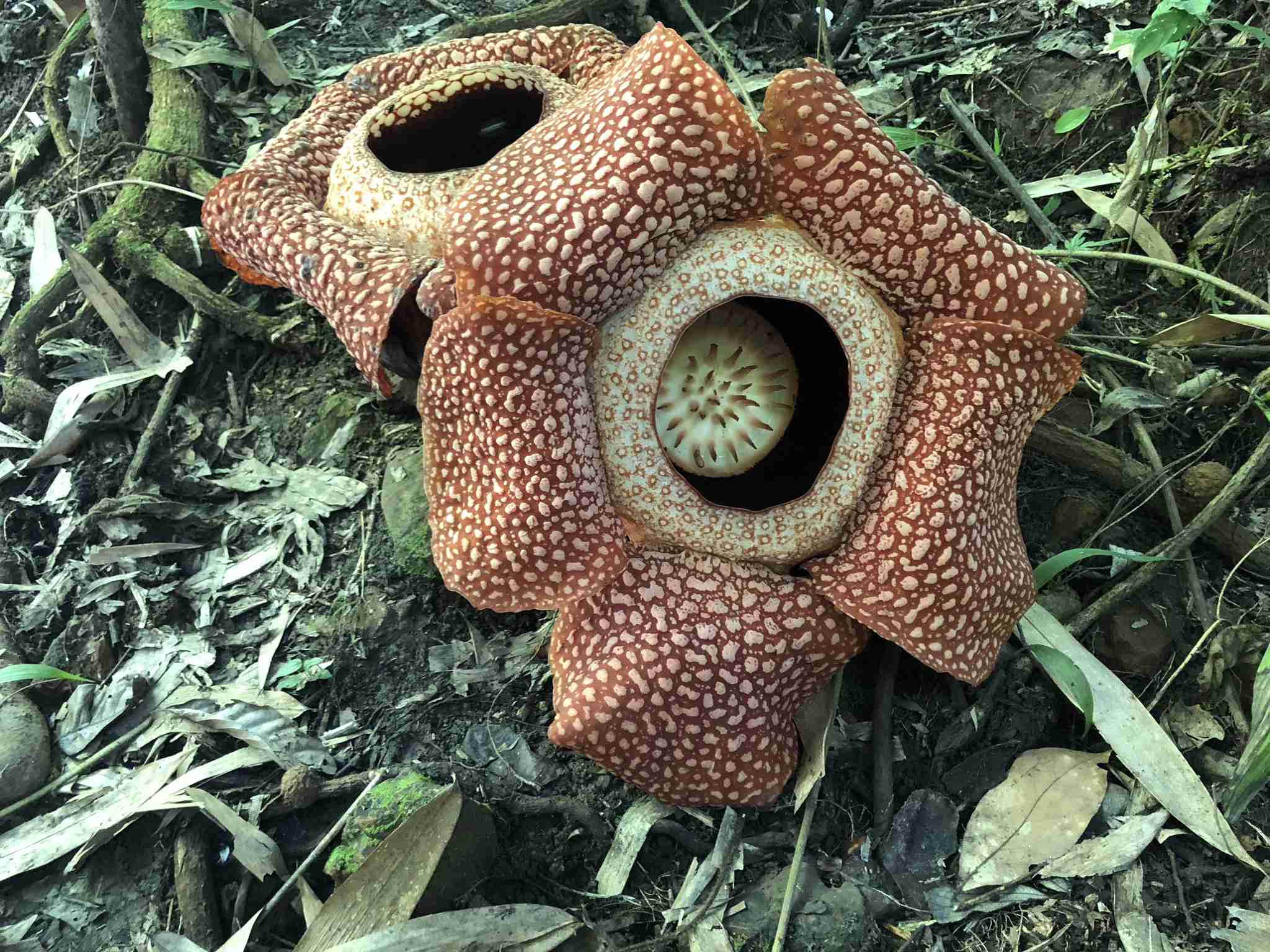 スマホに入ってる旅先の写真見せてください