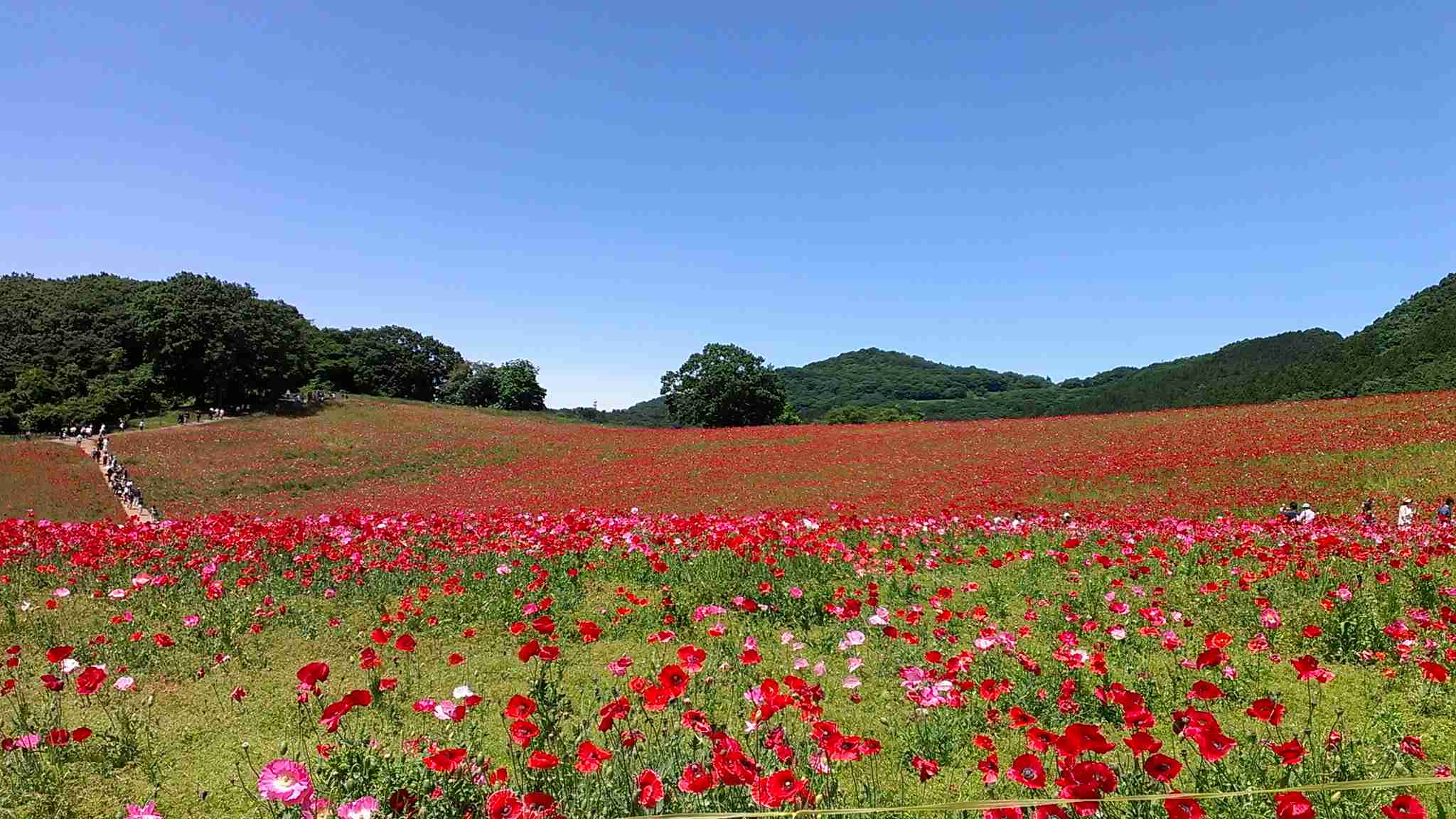 スマホに入ってる旅先の写真見せてください