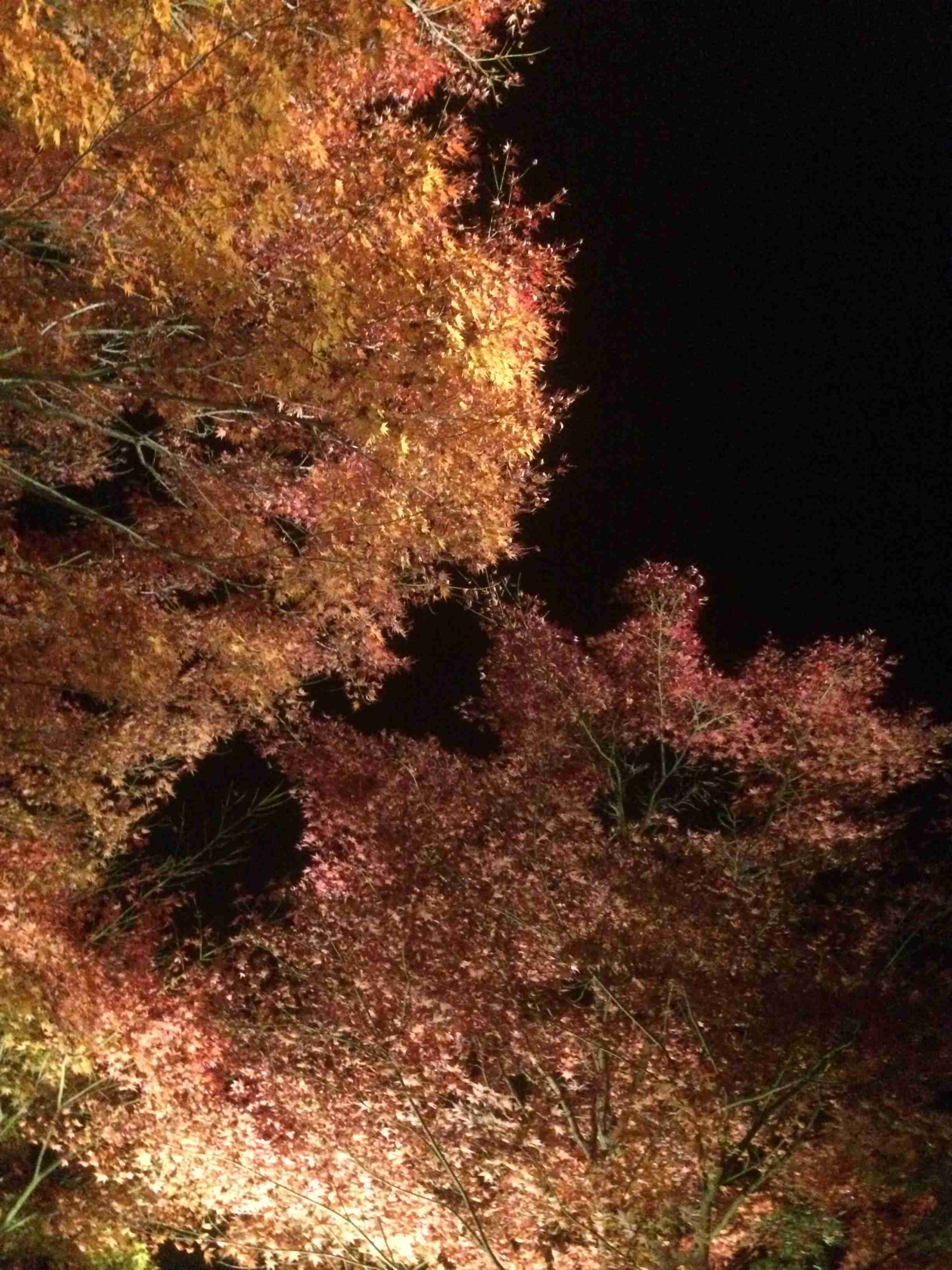 スマホに入ってる旅先の写真見せてください