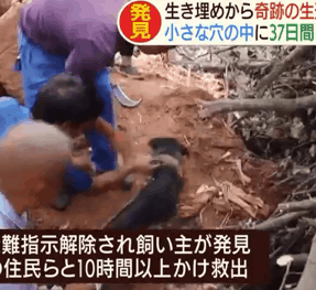 体重が30→5kgに　37日間生き埋めの犬　奇跡の生還