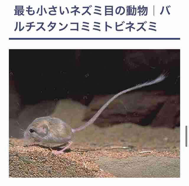 50年ぶりにアフリカで発見！　象の仲間ソマリ・ハネジネズミの姿に専門家も大興奮
