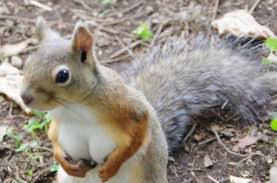 任天堂が公開した暑中見舞い画像 マリオの乳首が消失し悲しむ声多数