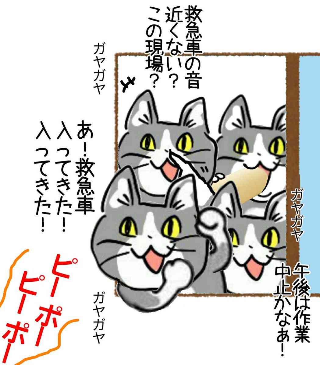 夏だから皆で現場猫を愛でたい！