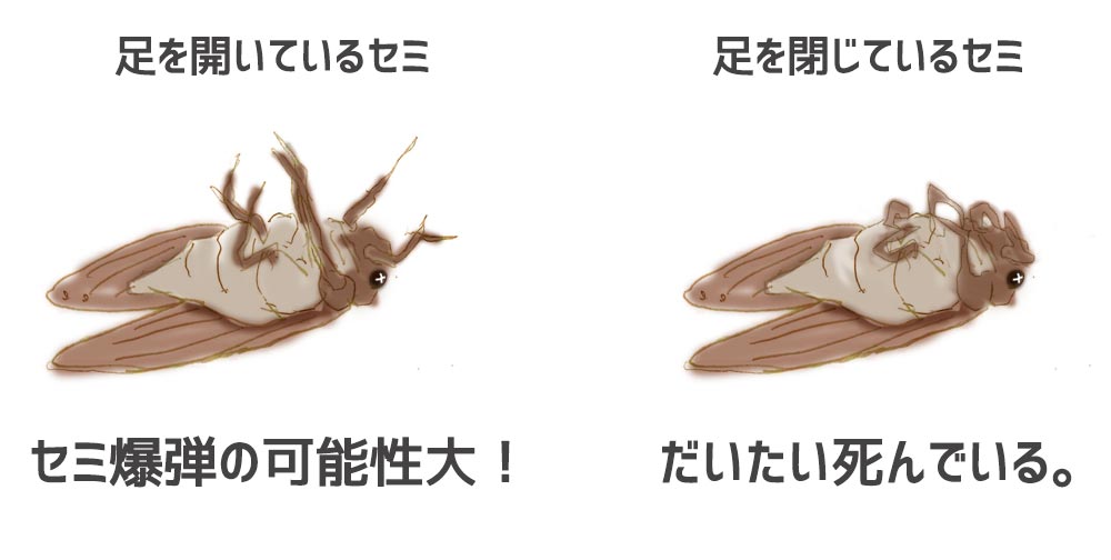 今年のセミ爆弾報告会