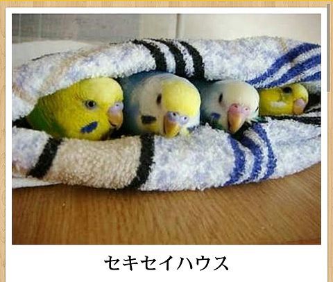 セキセイインコの画像が集まるトピ ガールズちゃんねる Girls Channel