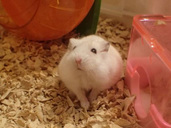 ガルちゃん深夜食堂