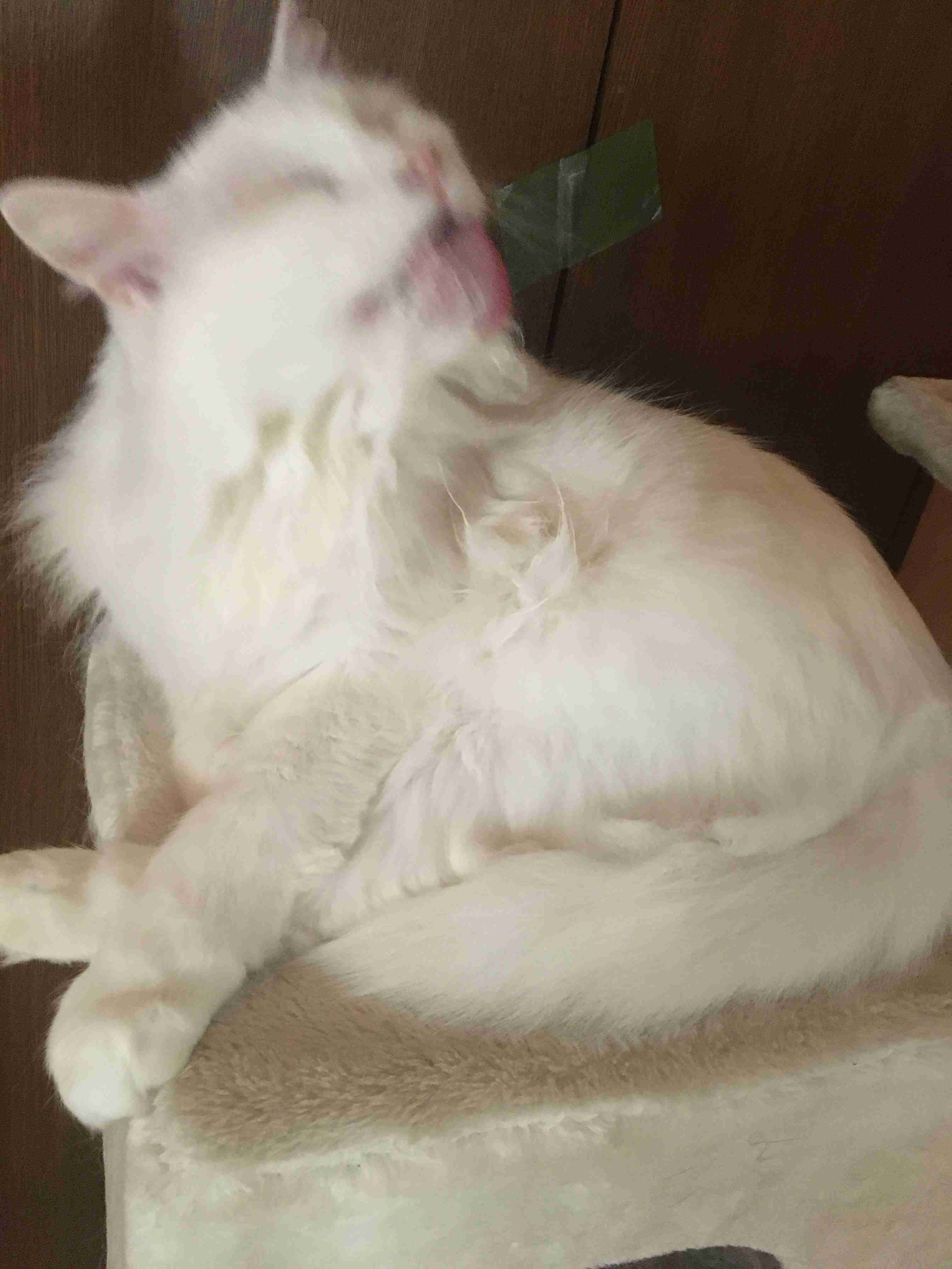 8月8日　世界猫の日🐈