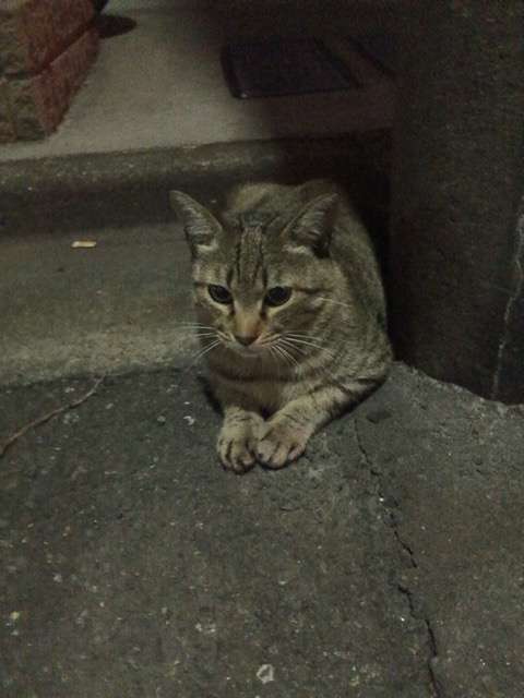 8月8日　世界猫の日🐈
