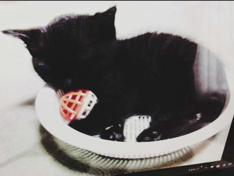 8月8日　世界猫の日🐈