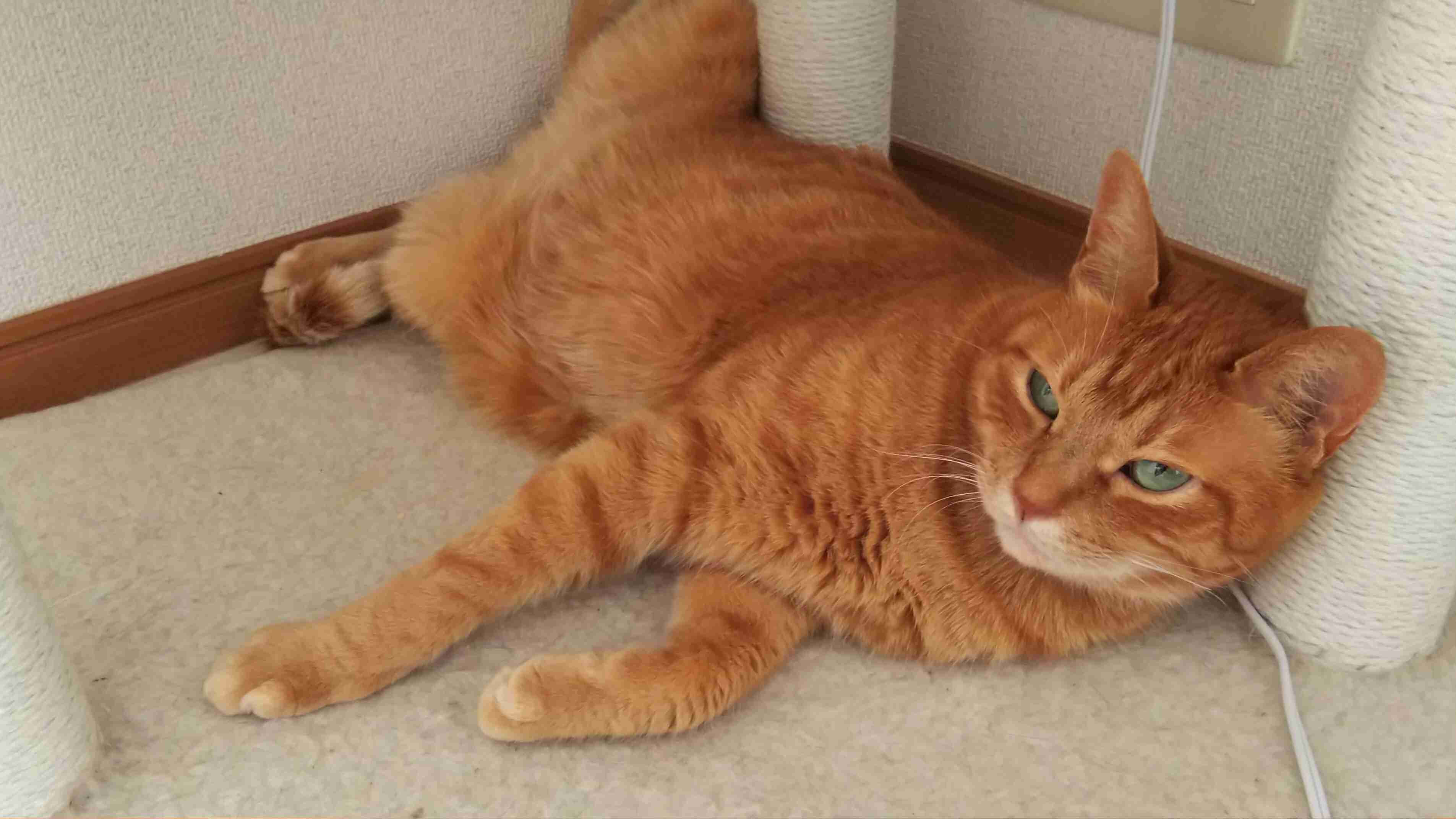 8月8日　世界猫の日🐈