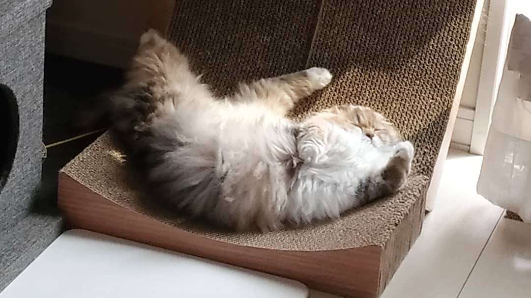 8月8日　世界猫の日🐈