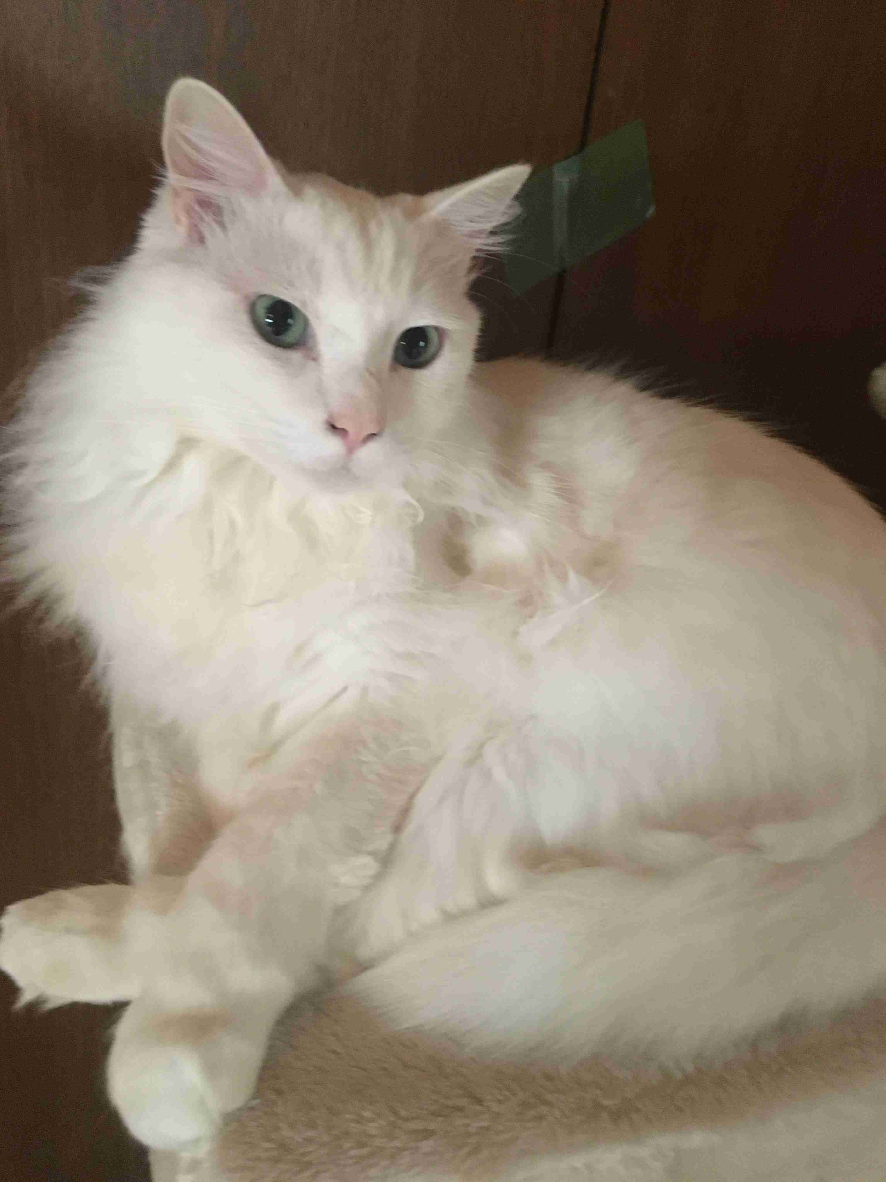 8月8日　世界猫の日🐈