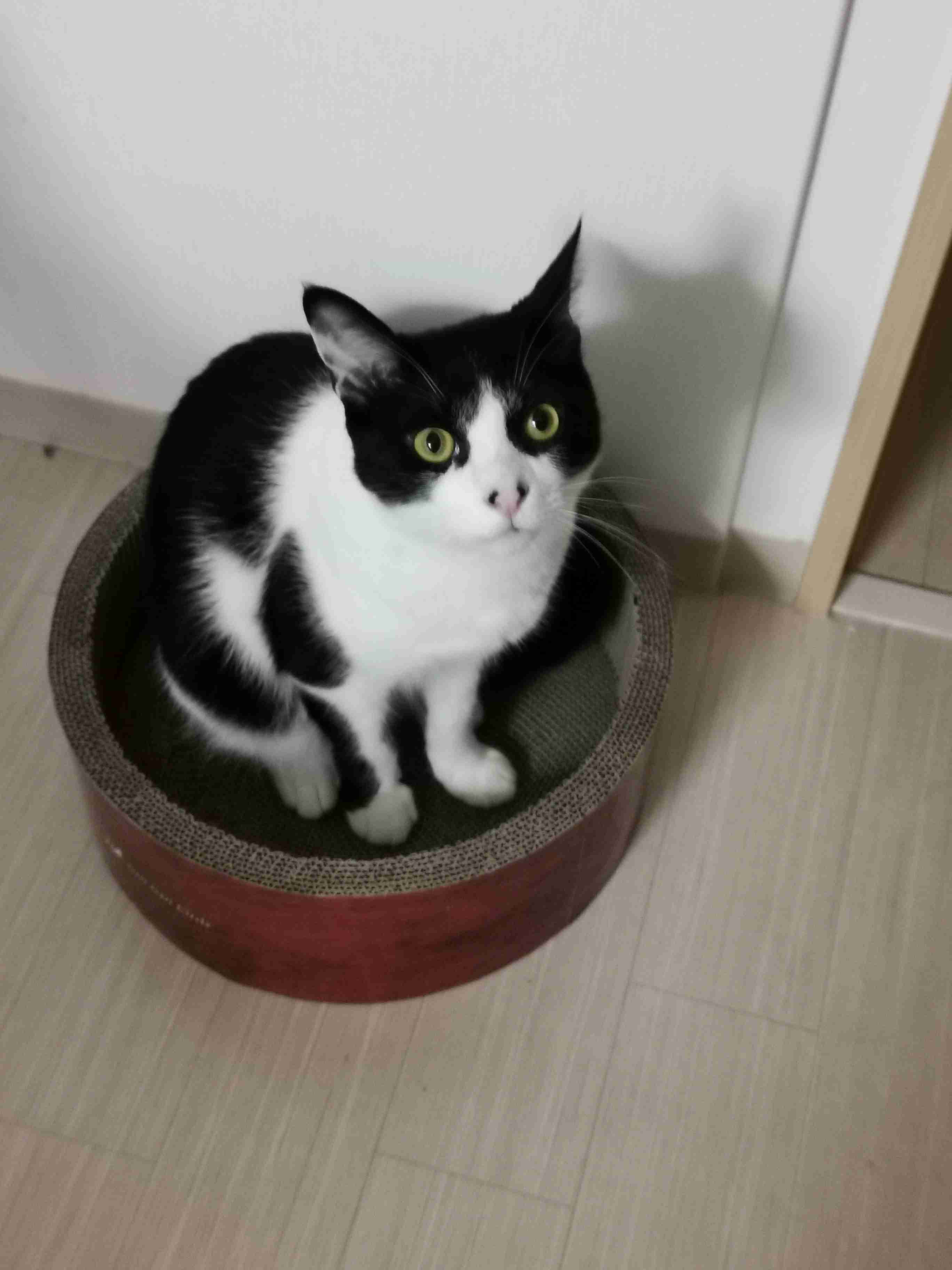 8月8日　世界猫の日🐈