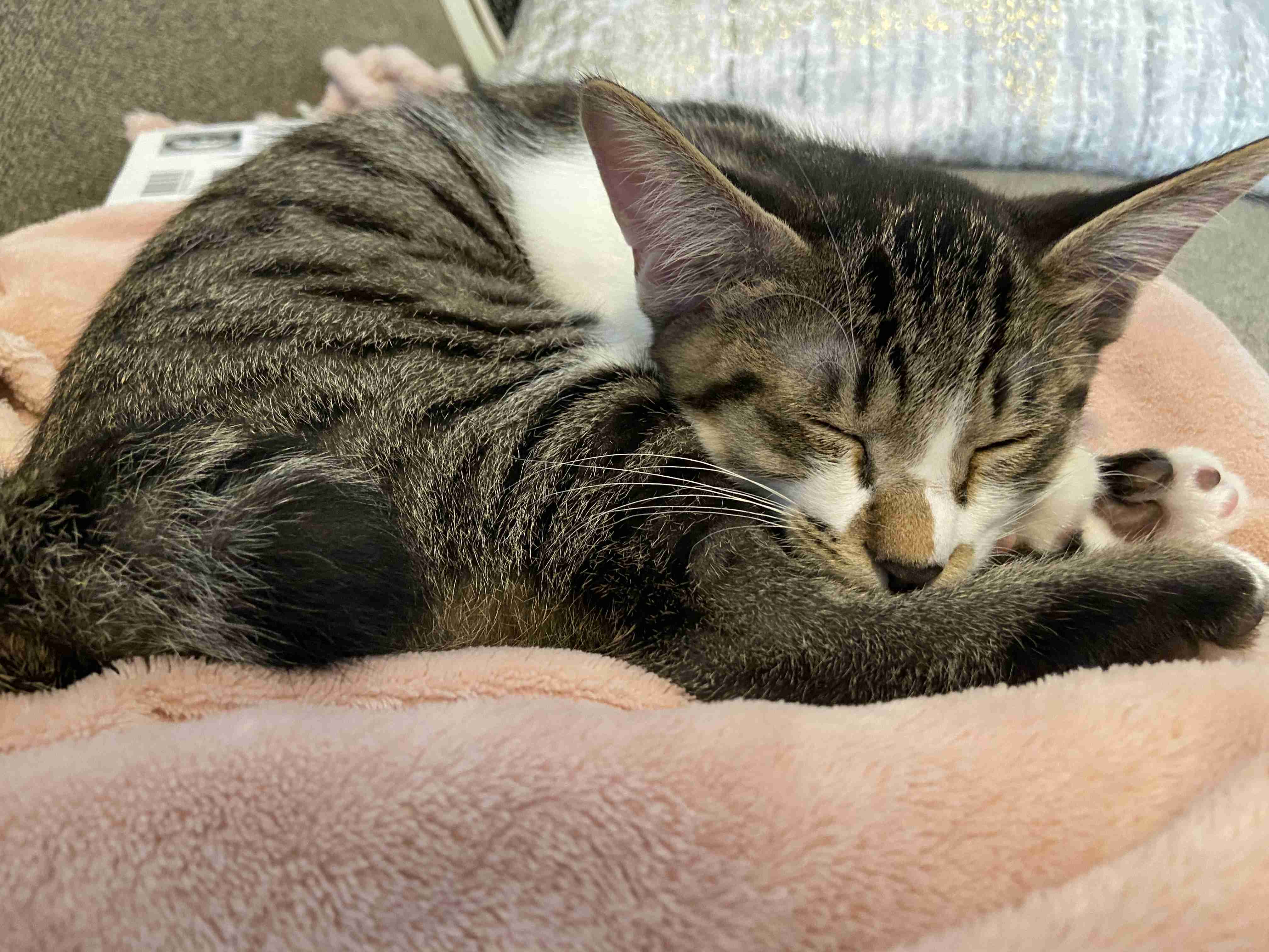 8月8日　世界猫の日🐈