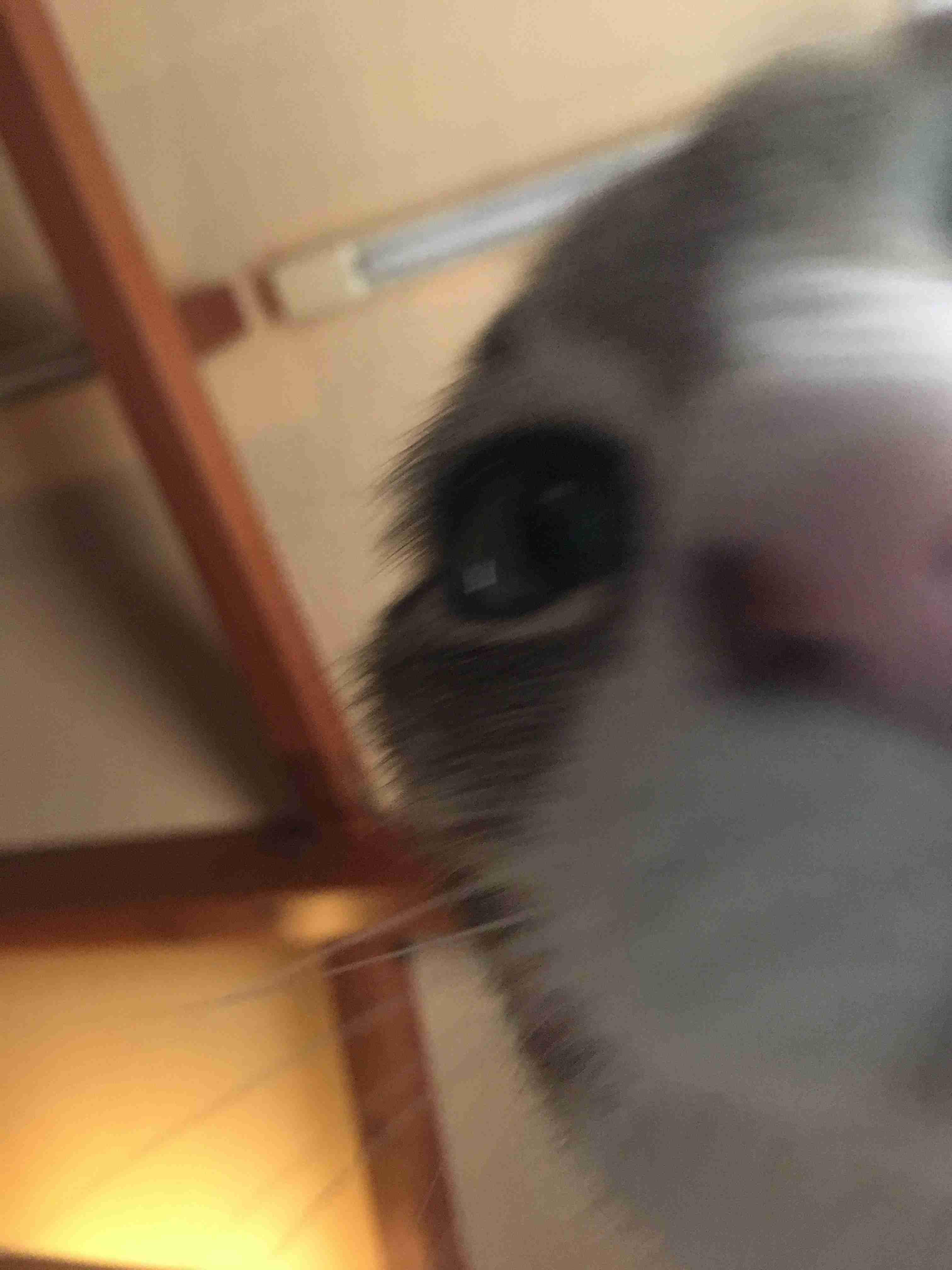 8月8日　世界猫の日🐈