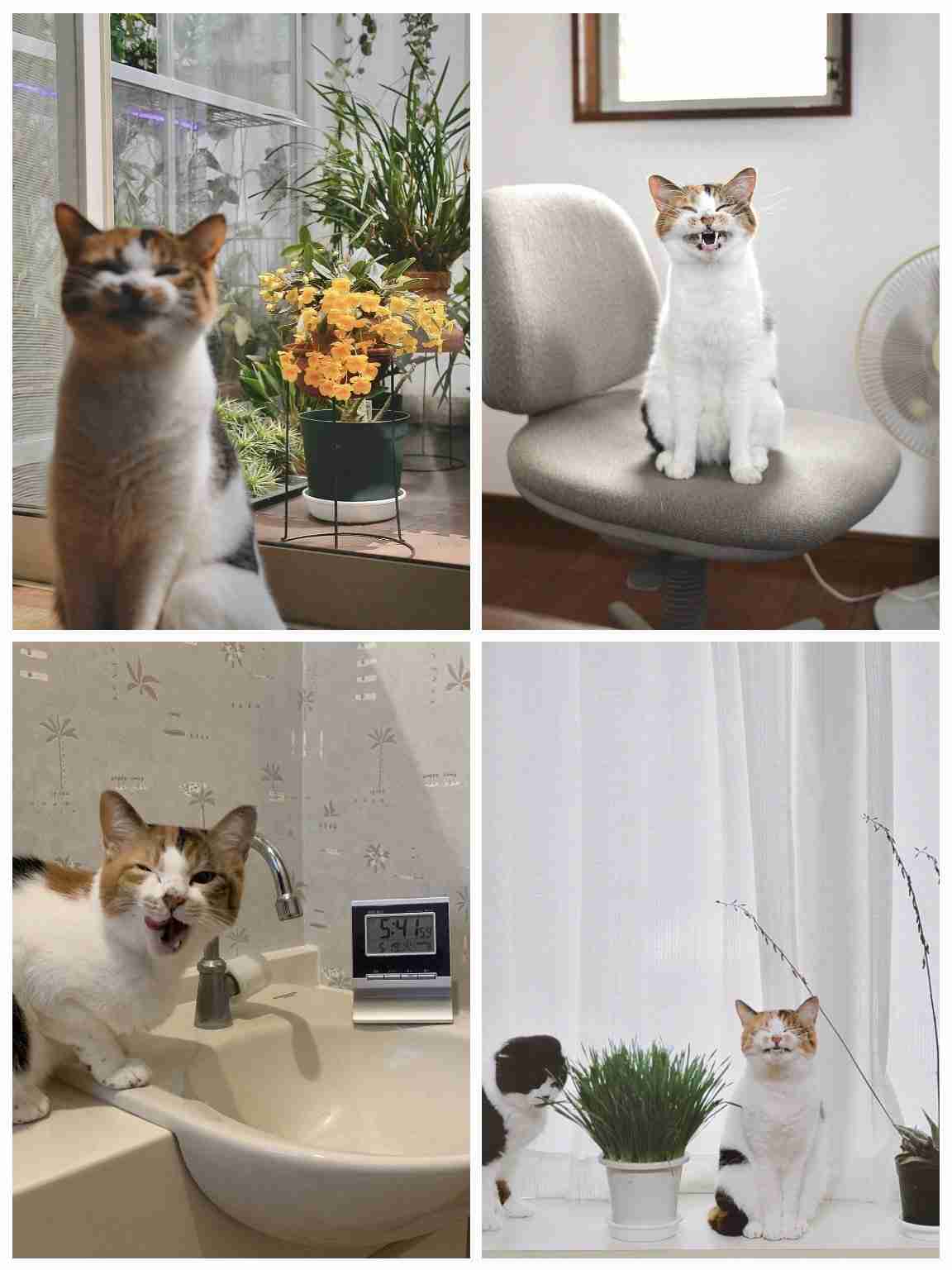 8月8日　世界猫の日🐈