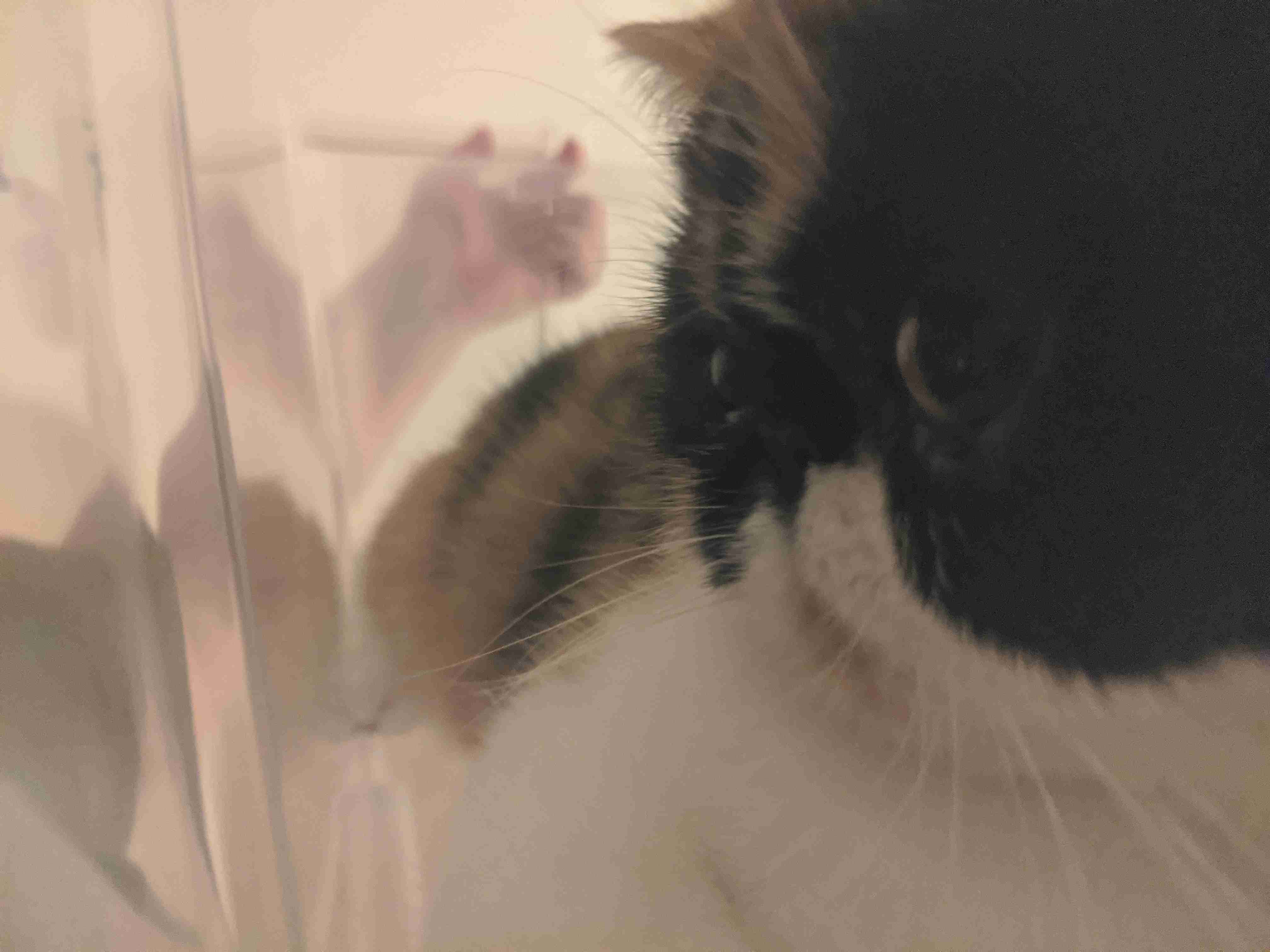 8月8日　世界猫の日🐈