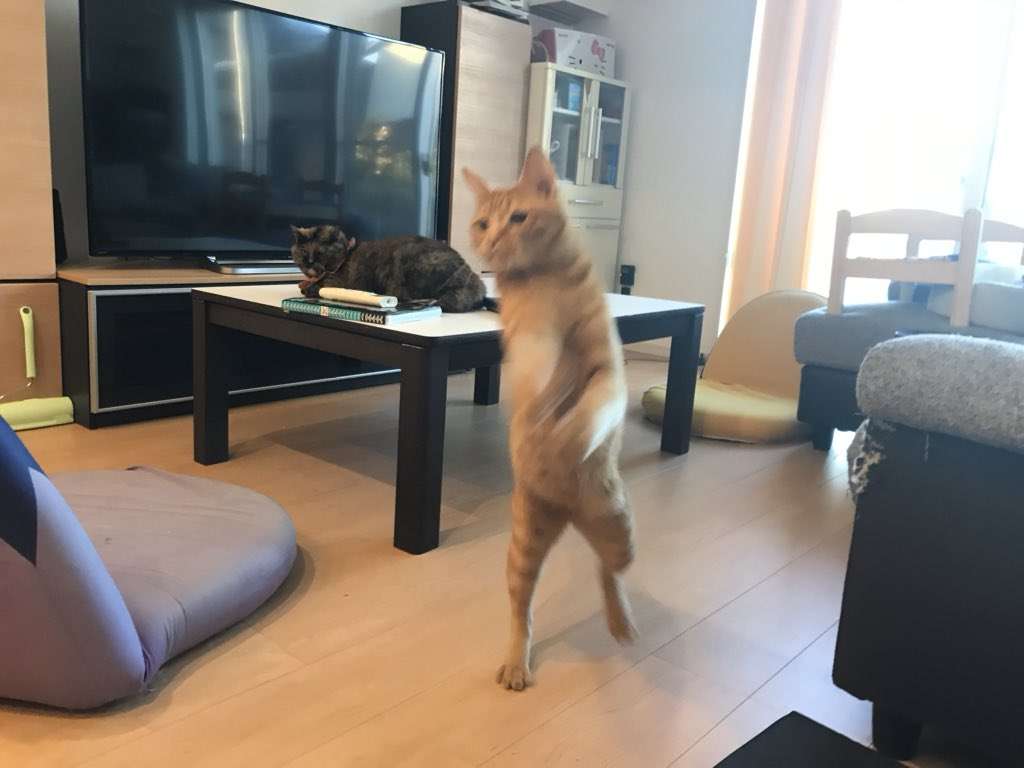 8月8日　世界猫の日🐈