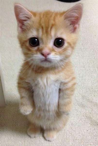 8月8日　世界猫の日🐈