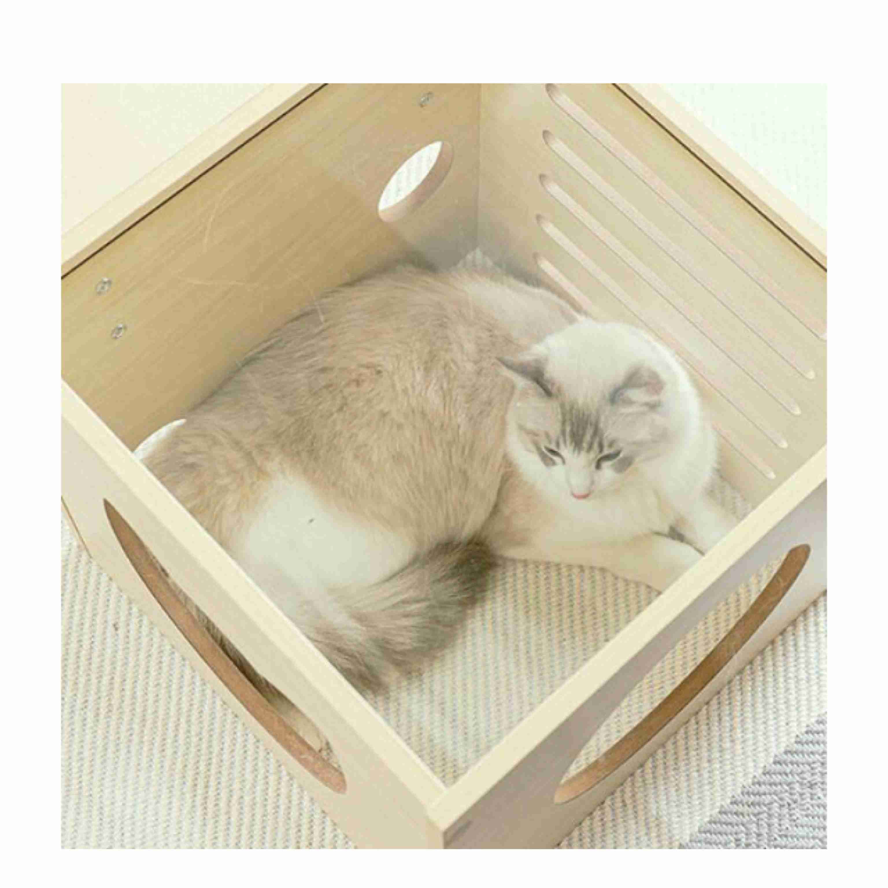 8月8日　世界猫の日🐈
