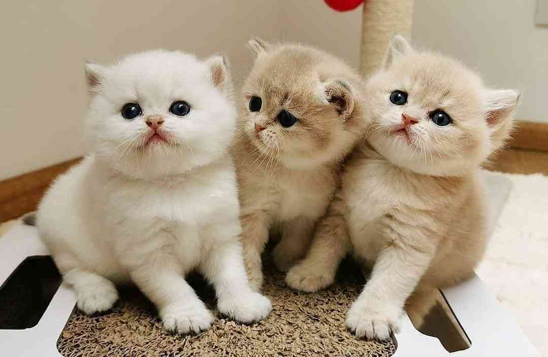 8月8日　世界猫の日🐈