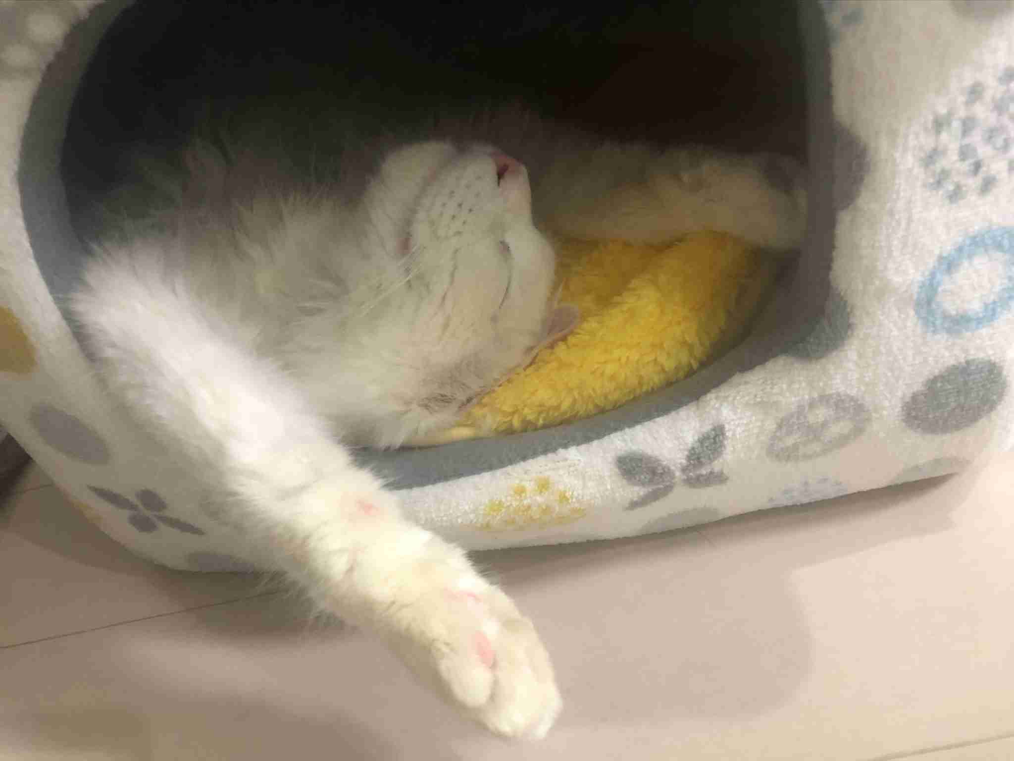 8月8日　世界猫の日🐈