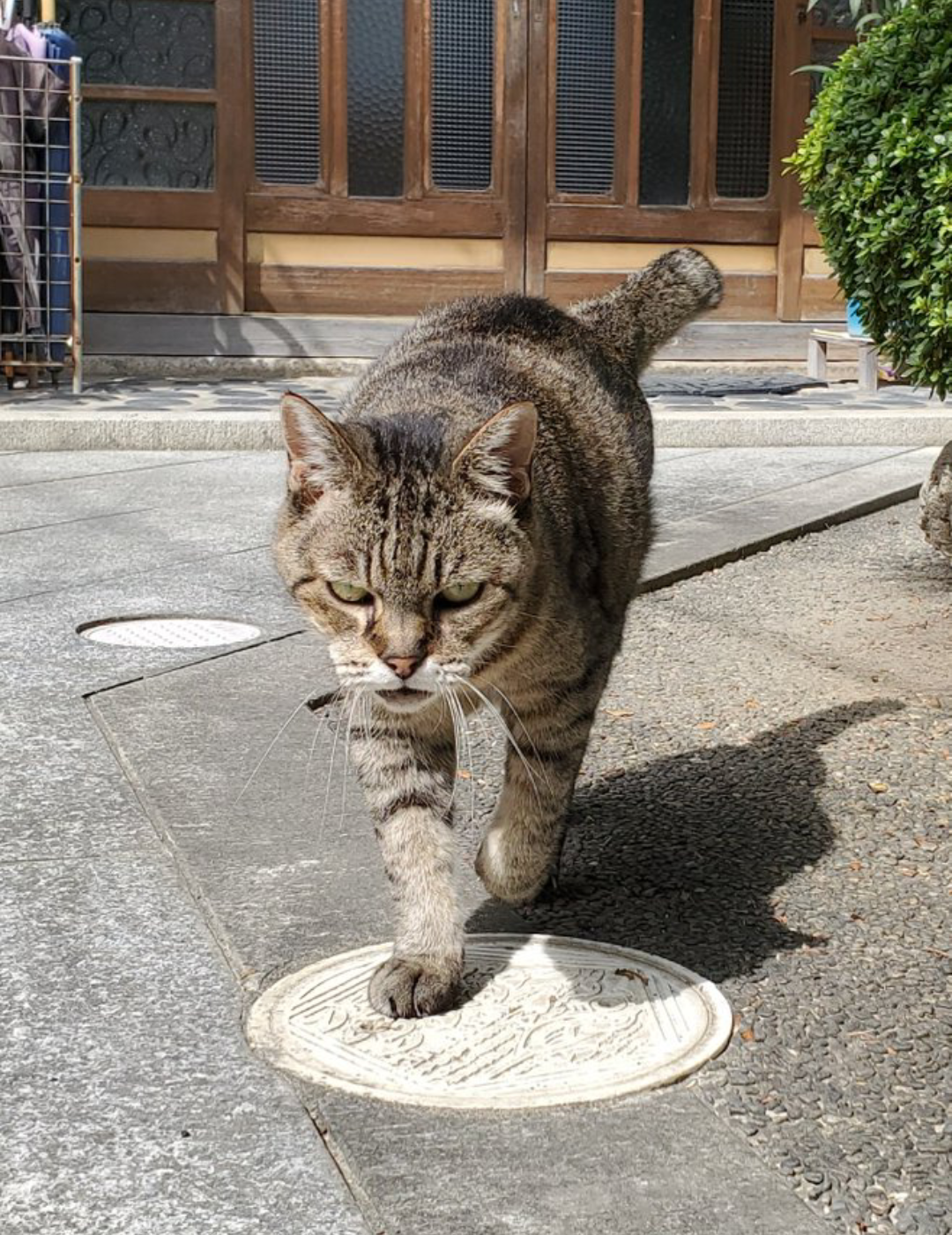 8月8日　世界猫の日🐈