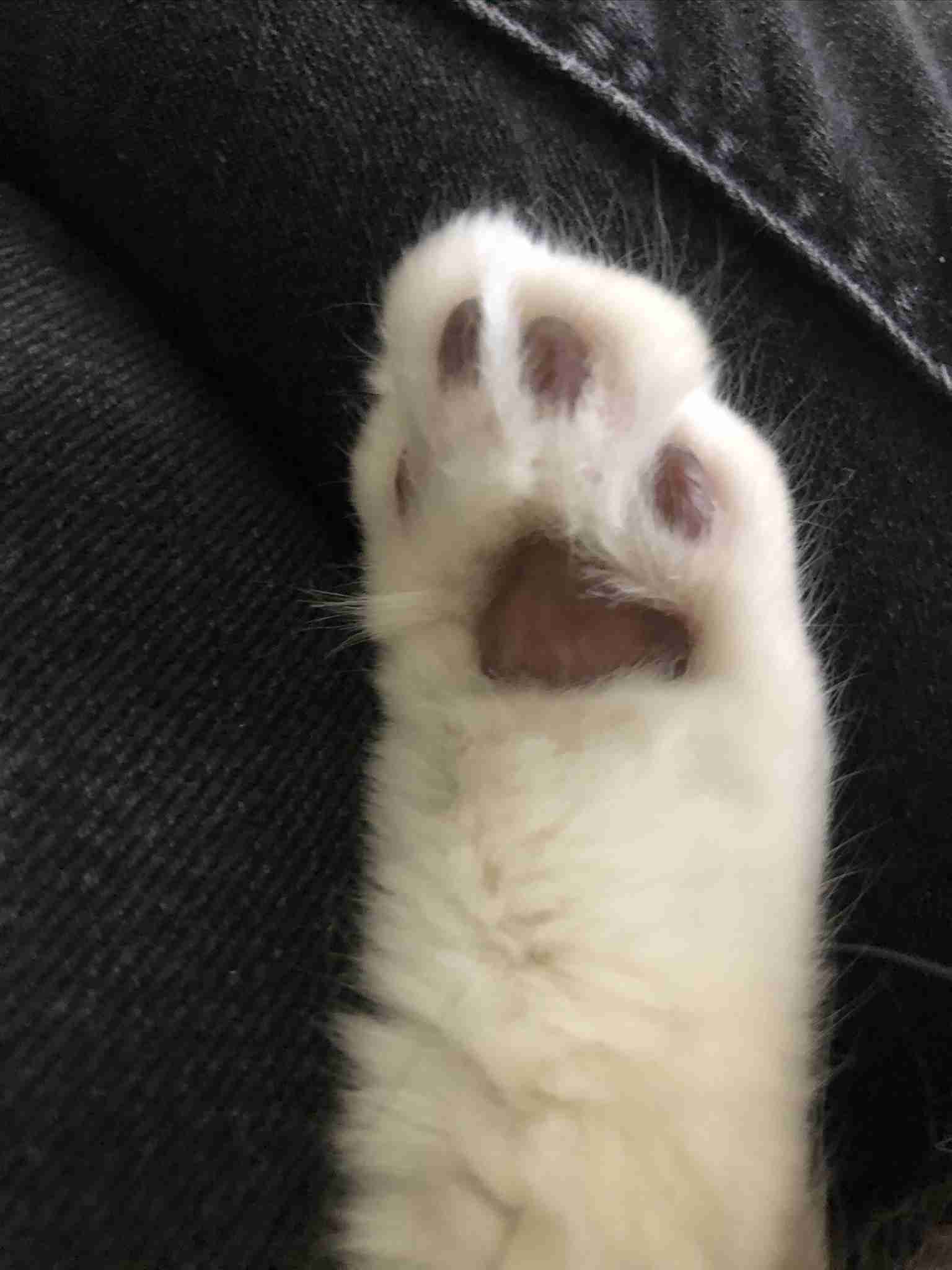 8月8日　世界猫の日🐈