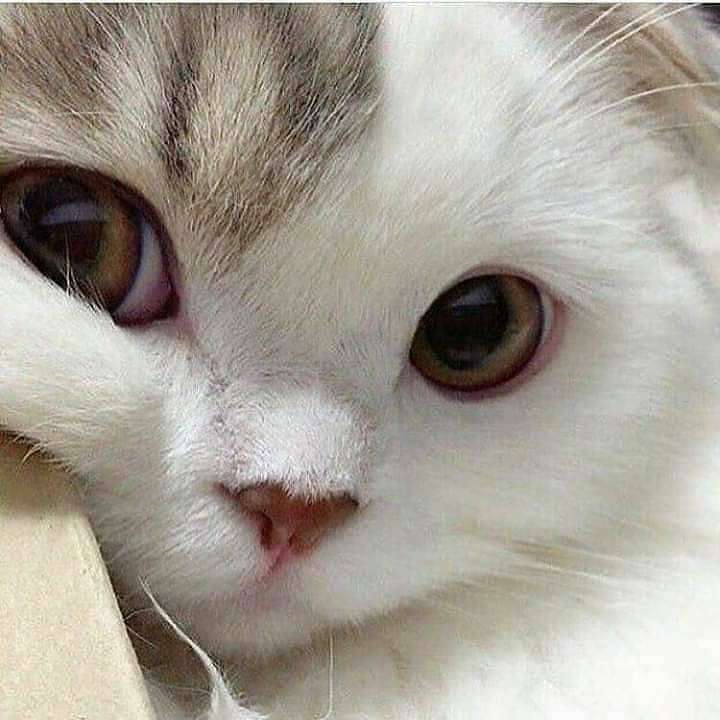 8月8日　世界猫の日🐈