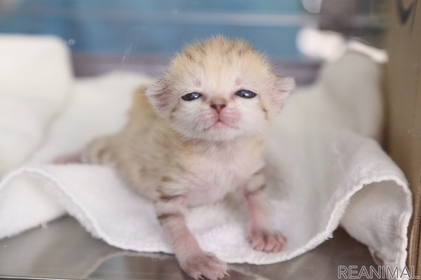 8月8日　世界猫の日🐈