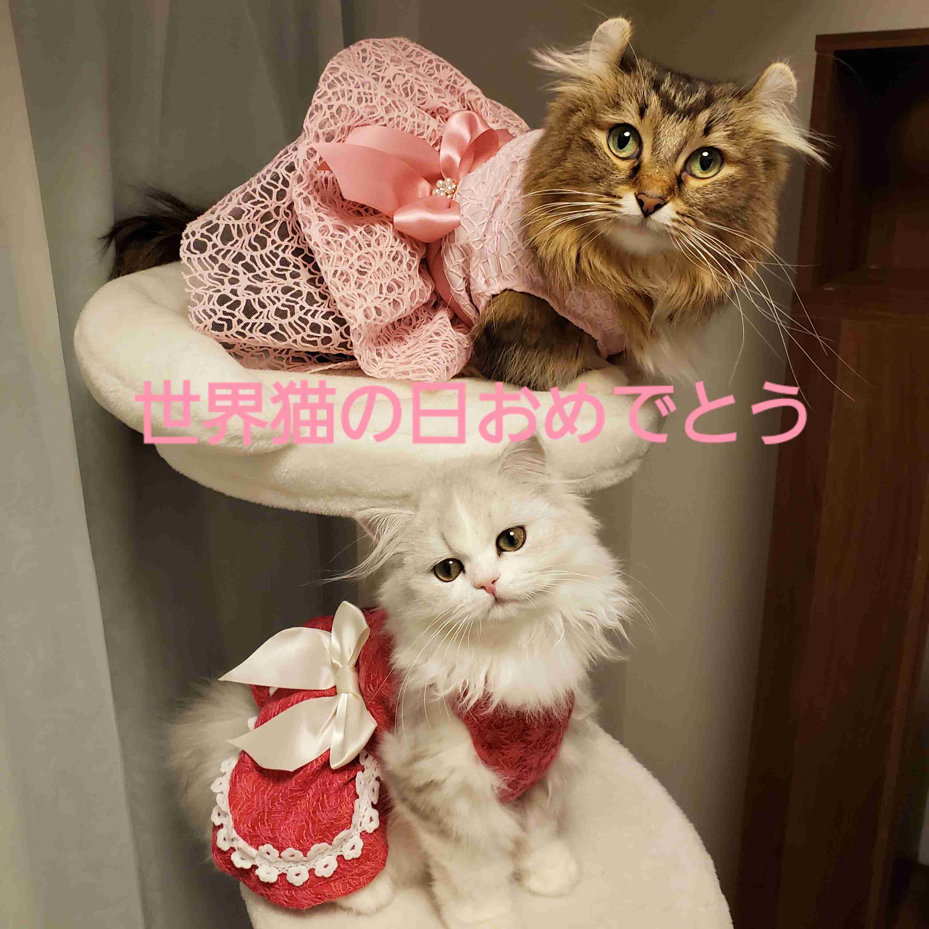 8月8日　世界猫の日🐈