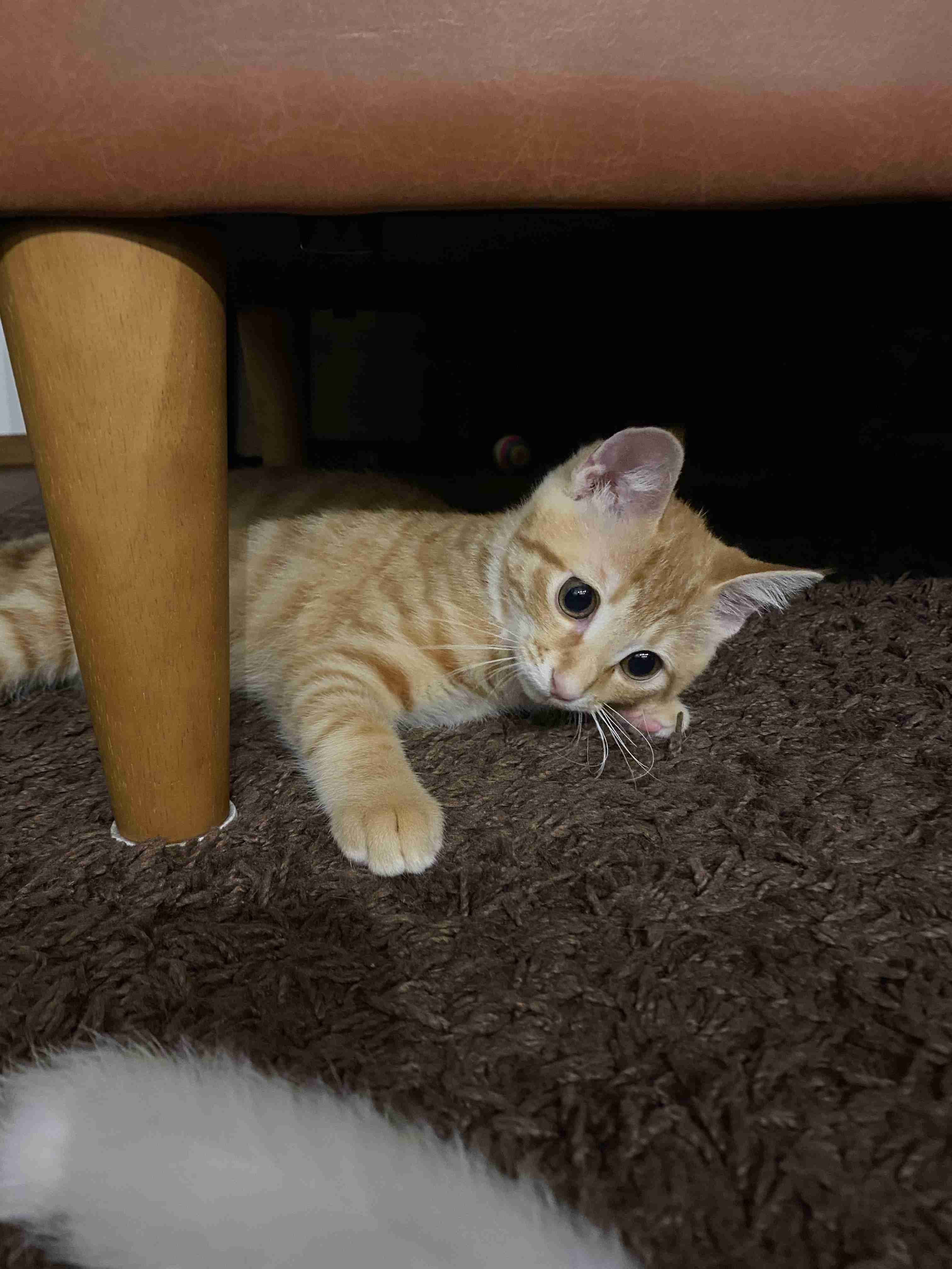 8月8日　世界猫の日🐈