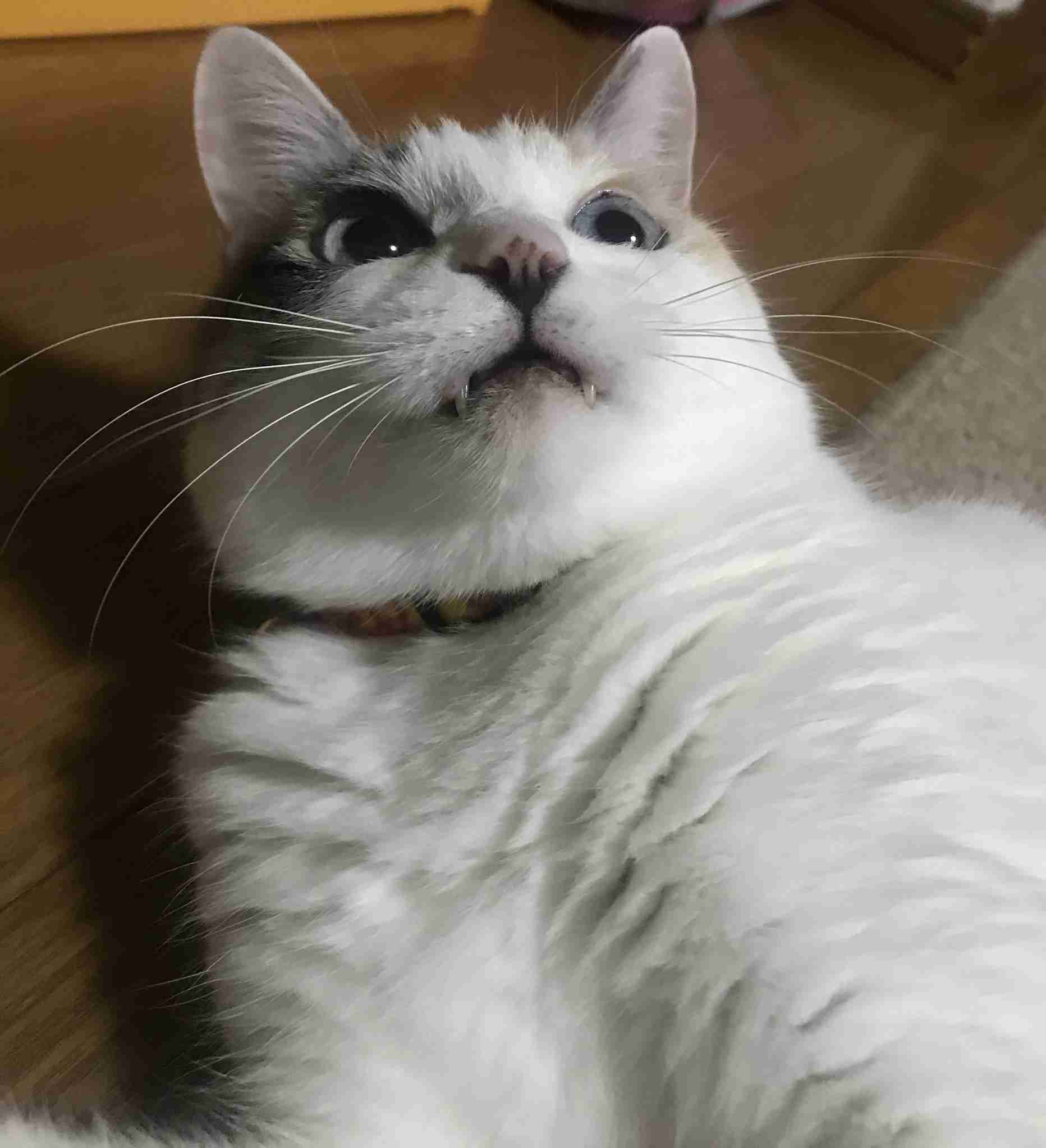 8月8日　世界猫の日🐈