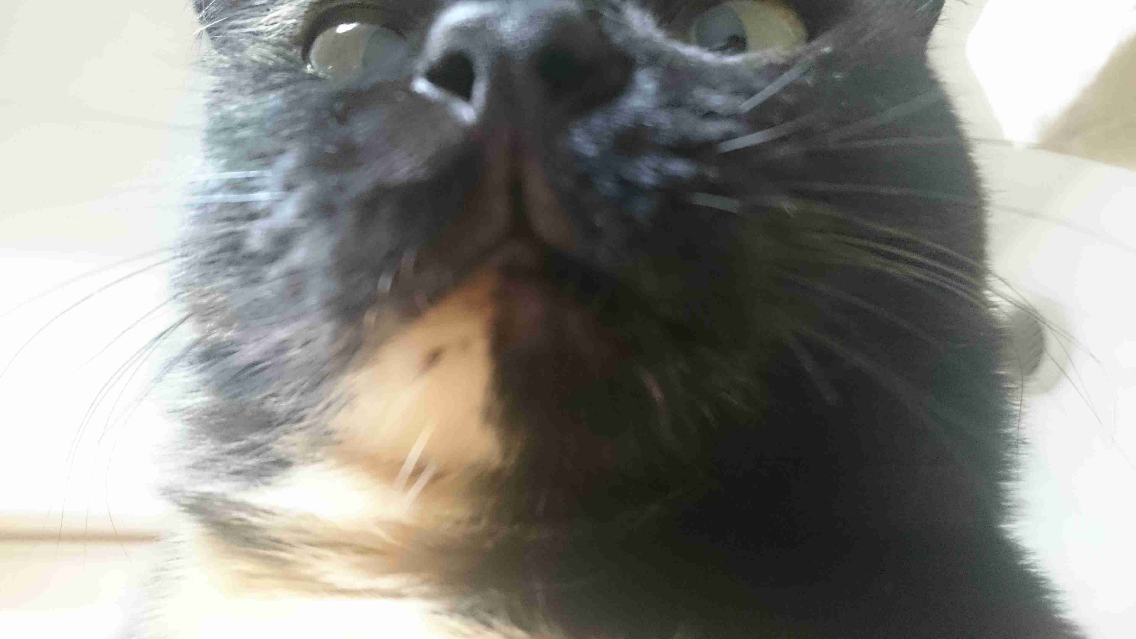 8月8日　世界猫の日🐈