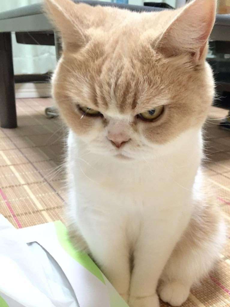 8月8日　世界猫の日🐈