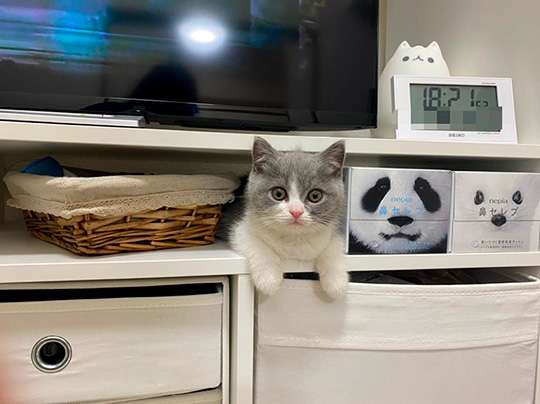 8月8日　世界猫の日🐈