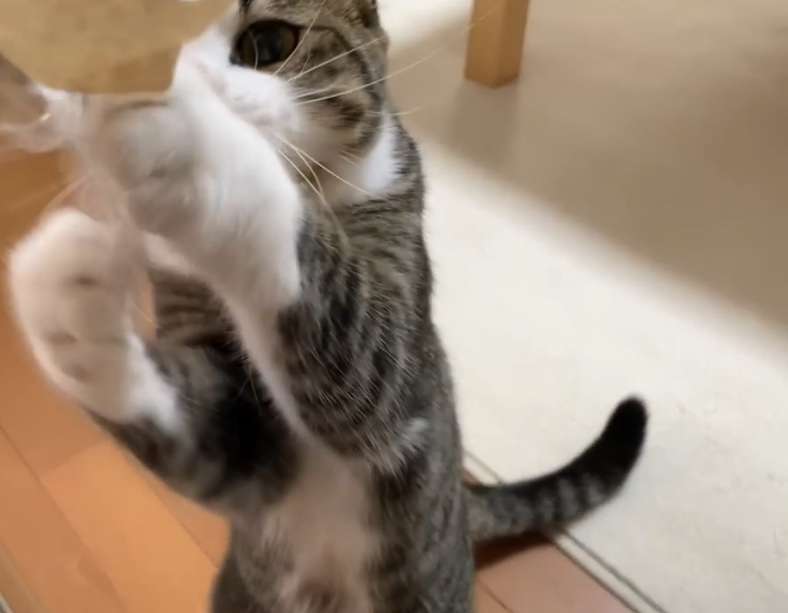 8月8日　世界猫の日🐈