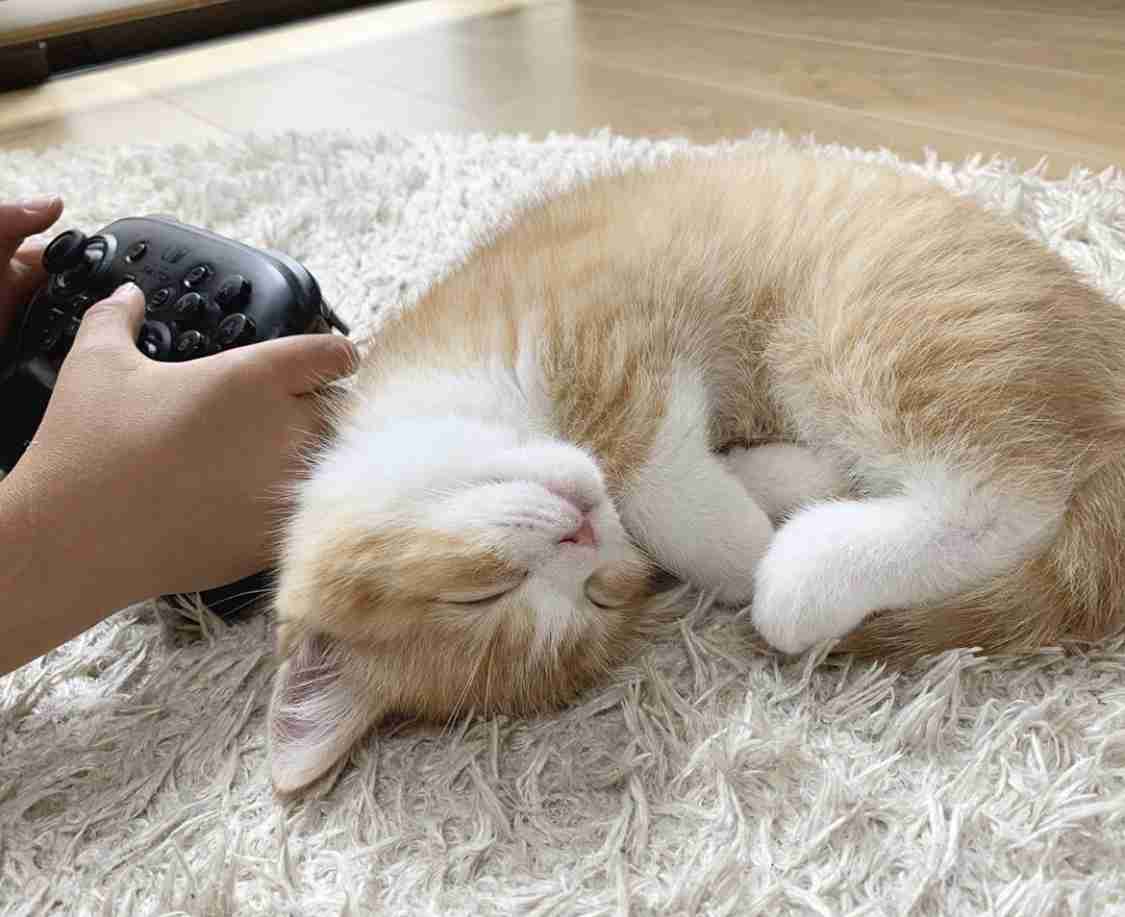 8月8日　世界猫の日🐈