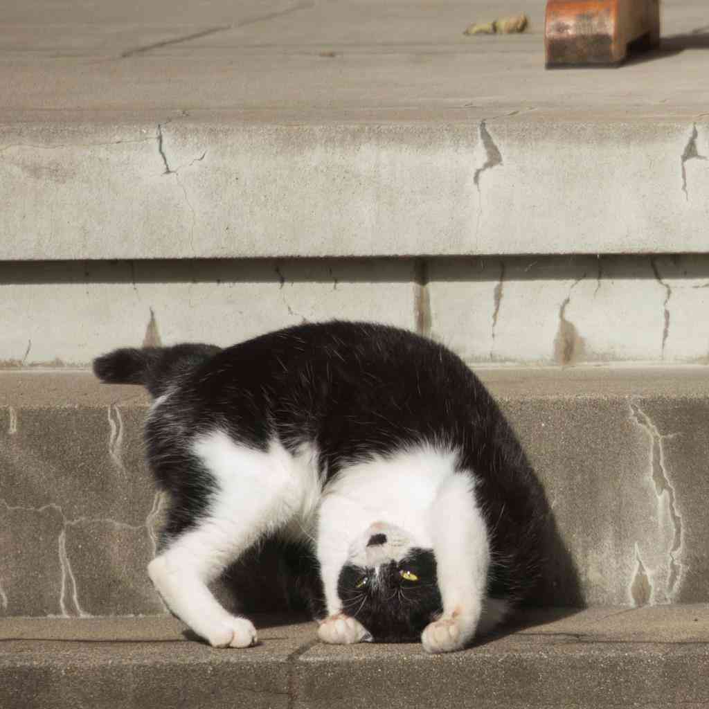 8月8日　世界猫の日🐈