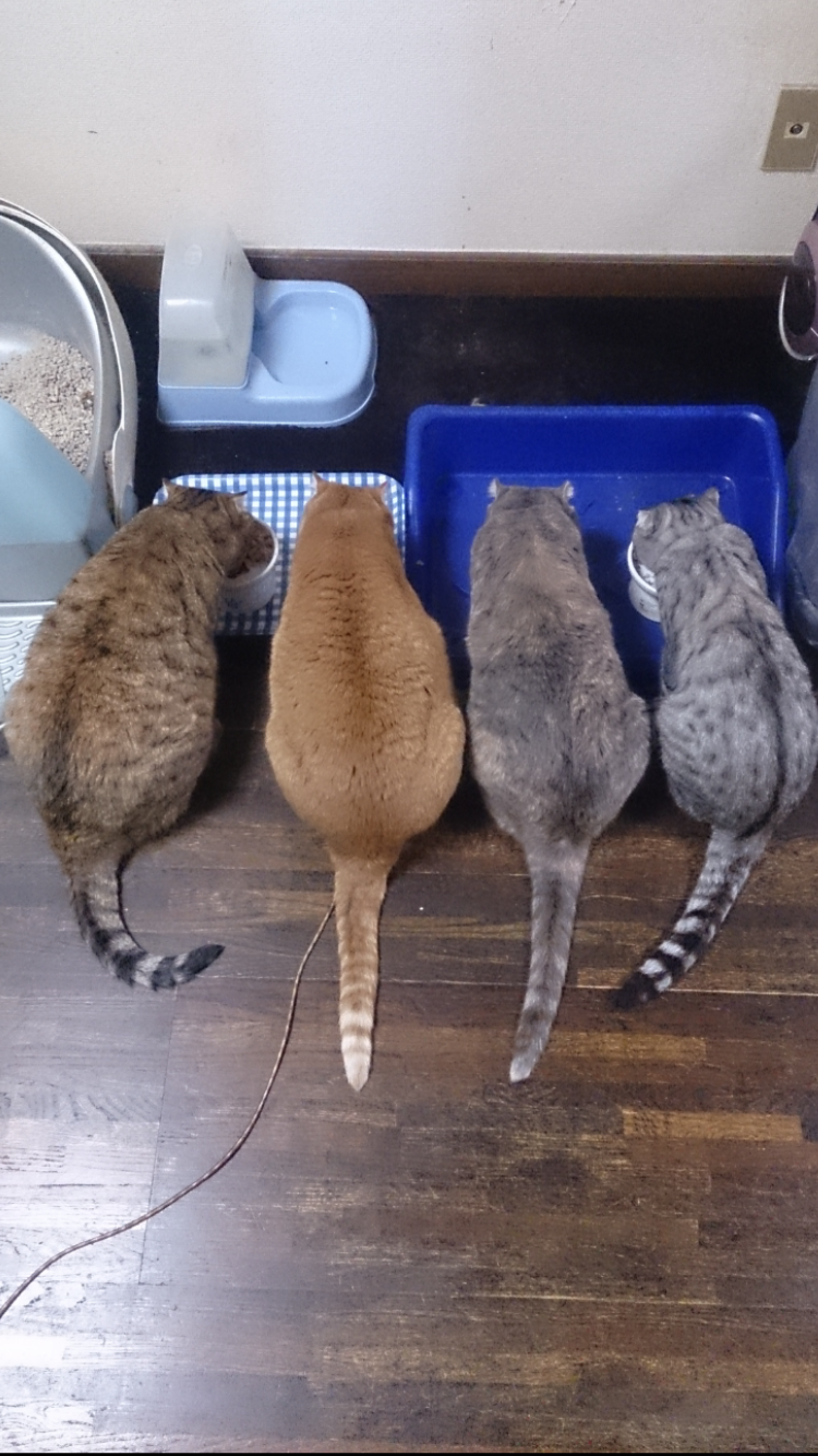 8月8日　世界猫の日🐈