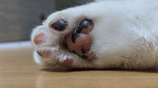 8月8日　世界猫の日🐈
